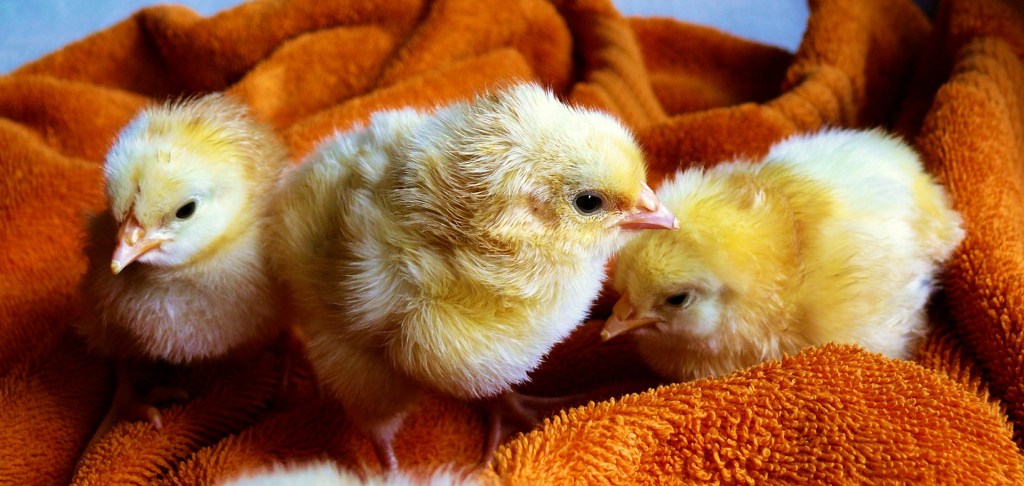 chicks-573377_1920